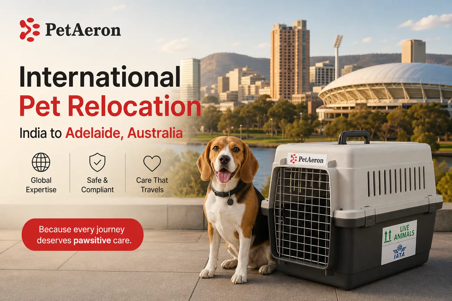 International pet relocation services from India to Adelaide, dog in IATA travel crate with Adelaide city skyline and Adelaide Oval
