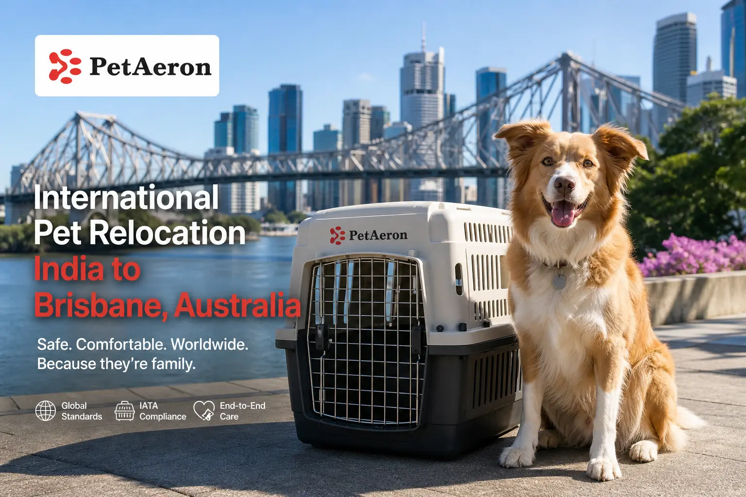 International pet relocation services from India to Brisbane, dog in IATA travel crate with Story Bridge and Brisbane river skyline