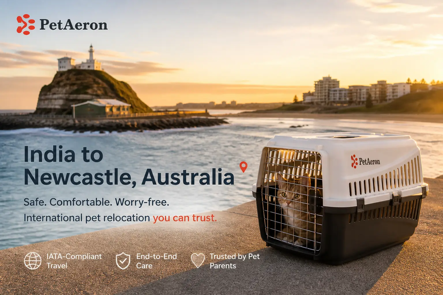 International pet relocation services from India to Newcastle, dog in IATA travel crate with Newcastle harbour and Nobbys Head lighthouse