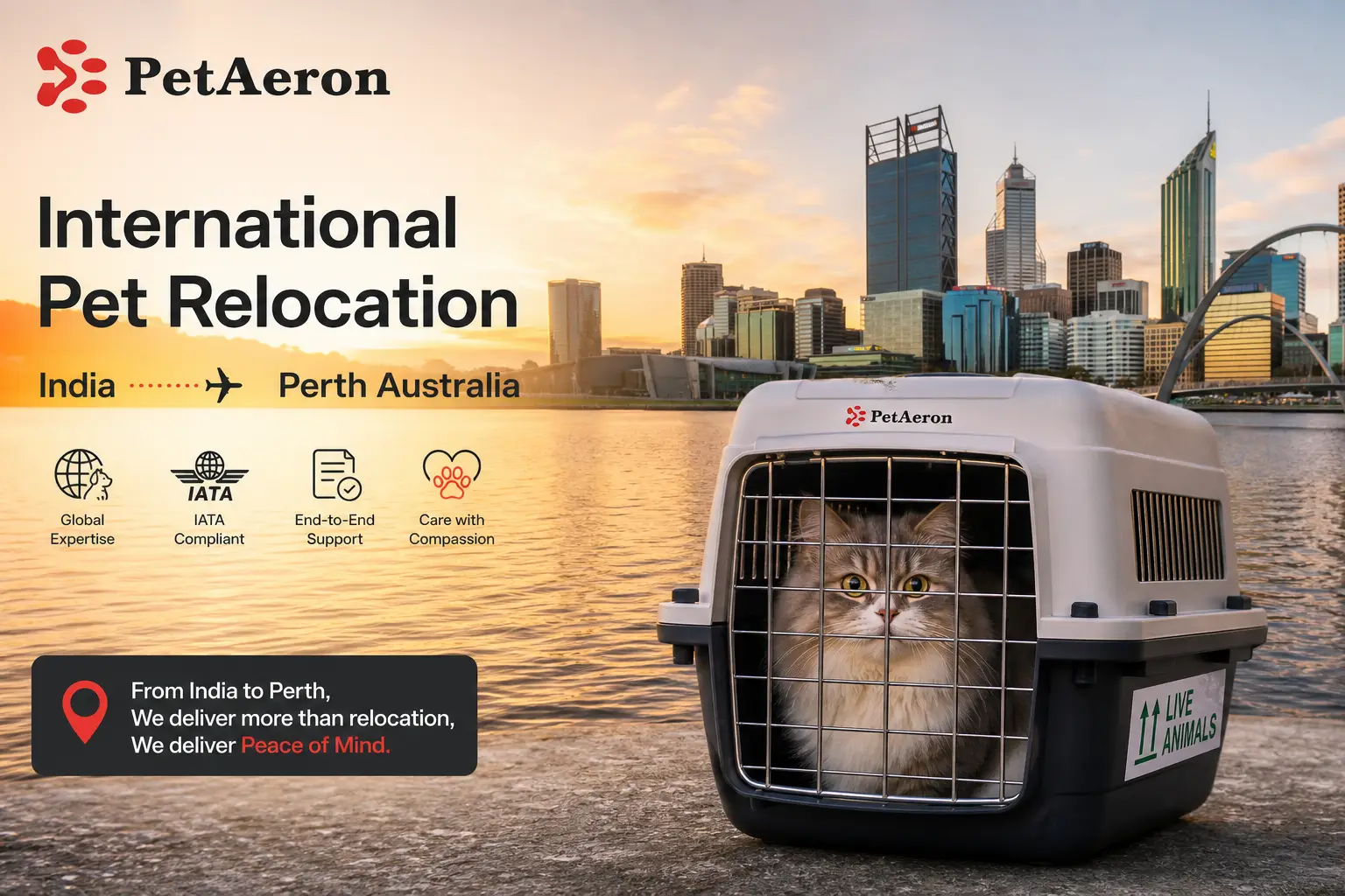International pet relocation services from India to Perth, dog in IATA travel crate with Swan River and Perth city skyline