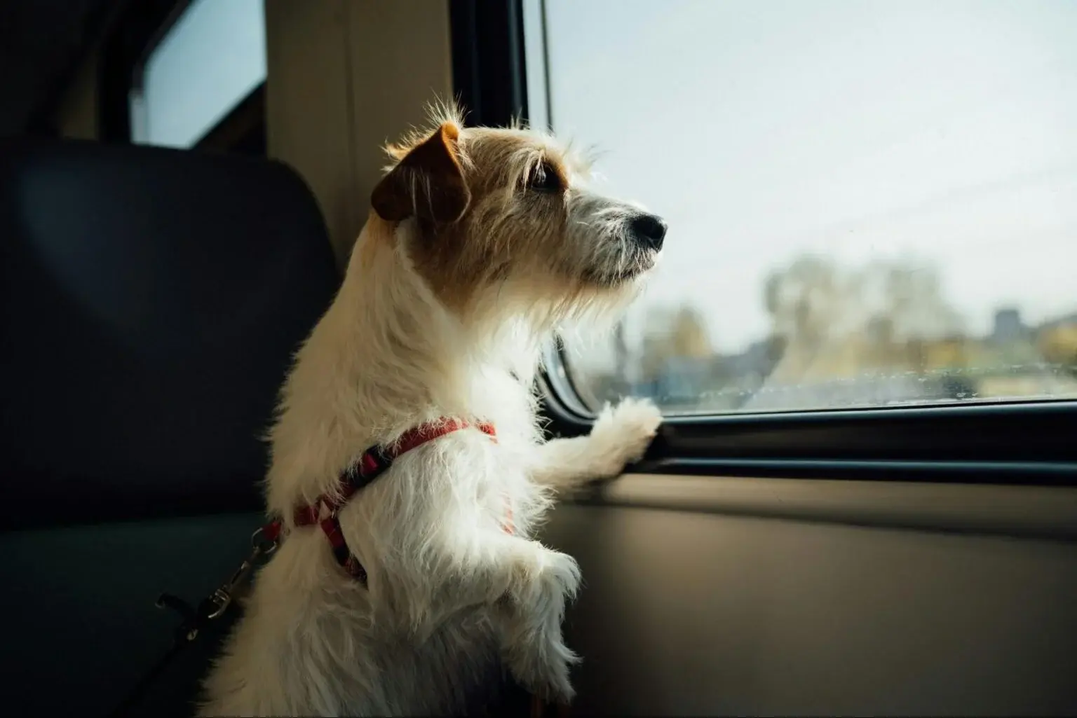 Domestic Pet Relocation Services India